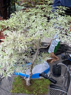 ukigumo japanese maple bonsai