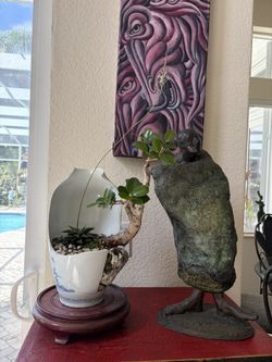 Ficus Bonsai