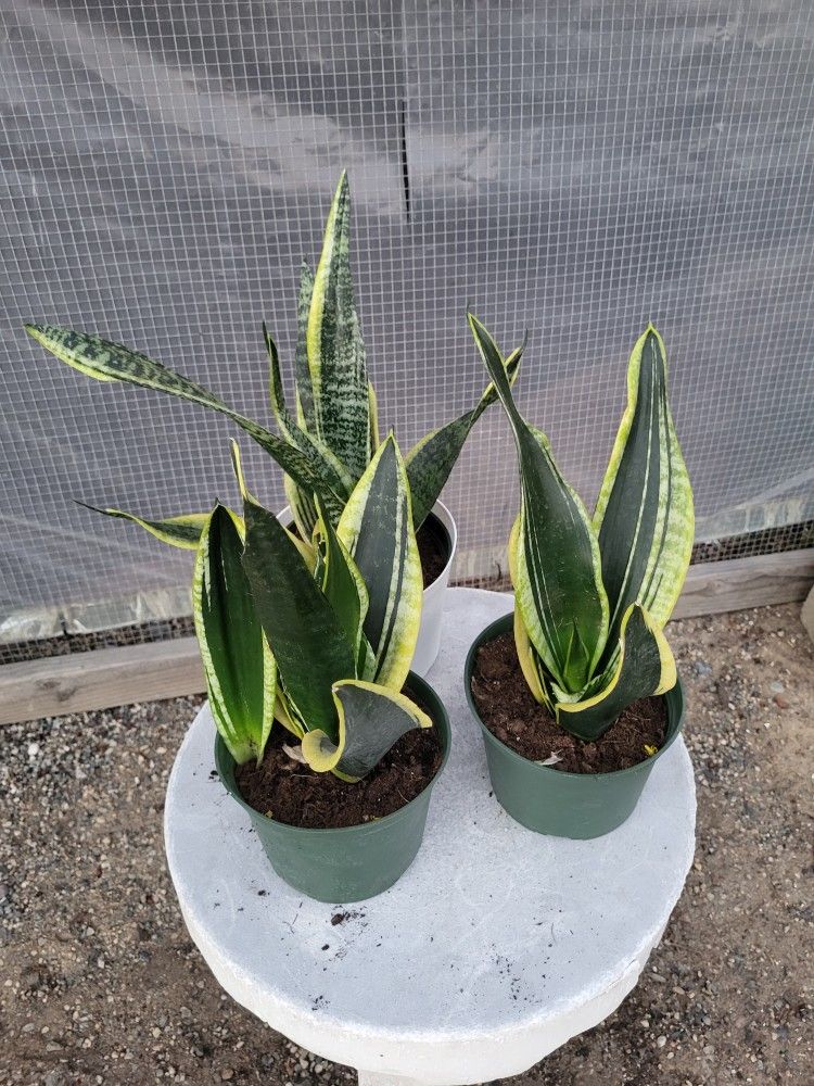 Snake Plant 6" Pot $ 7 Each