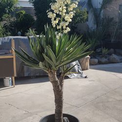 Beautiful Succulent New Bloomed