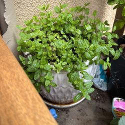 Mint Plant With Big Ceramic Pot 