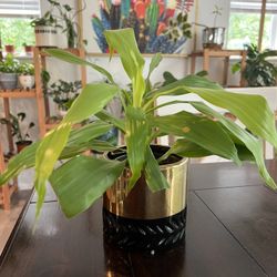 Calisia Fragrans Plant