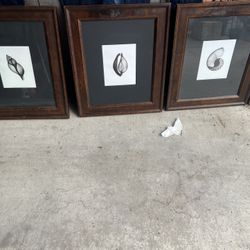 Framed Shell Artwork