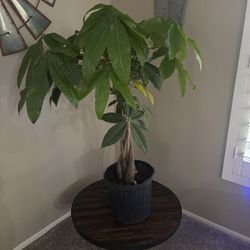 Large Braided Money Tree. 