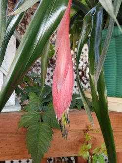 Queens Tears--Frendship Plant