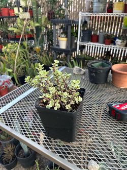 Plants for sale