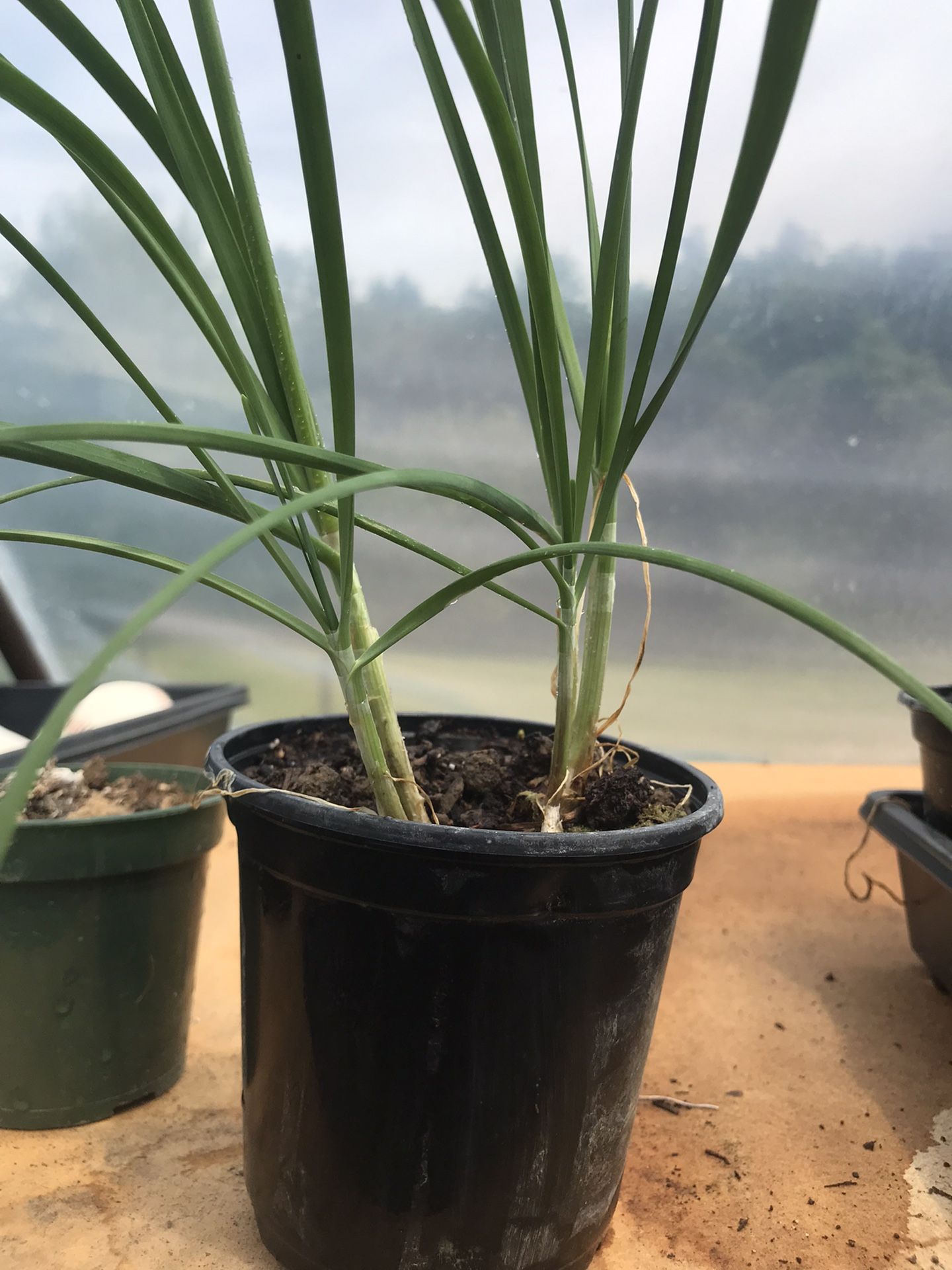 Chives - (Allium schoenoprasum) herb Plant - Live Rooted - 4 inch pot
