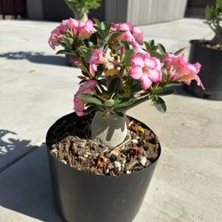 Adenium Arabicum (Desert Rose) Thick Caudex Bonsai