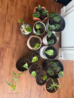 Potted Plants & Rooted Cuttings