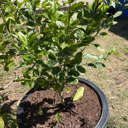 Mexican Keylime lime trees