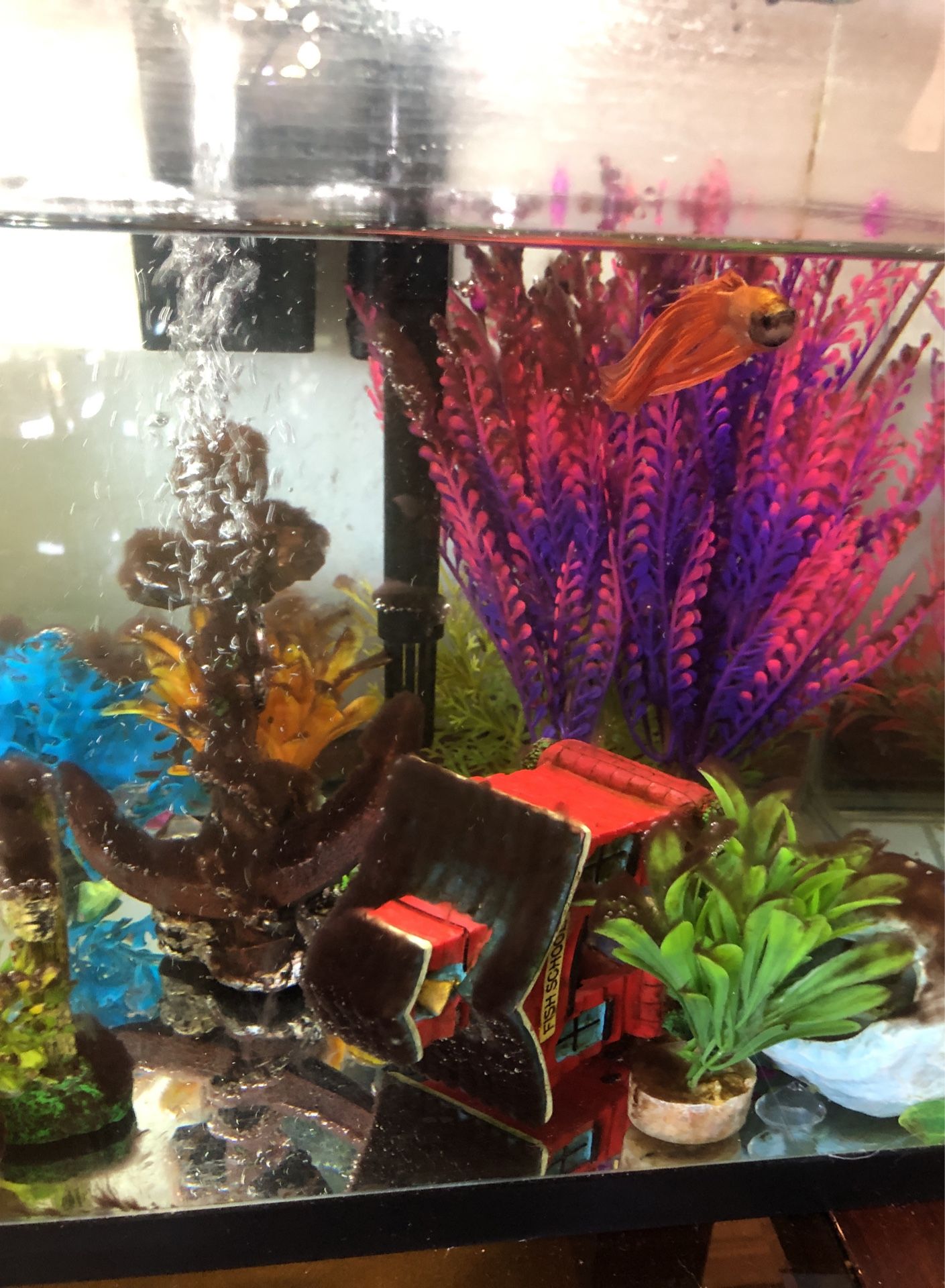 Fish And Fish Tank