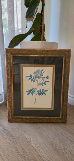 Botanical Art Illustration With Vintage Wood Ornate Frame 23x19 Inches