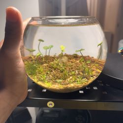 Mini Aquascape With Live Plants 