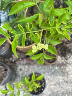 Elderberry plants for sale