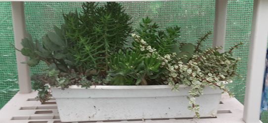 7 succulents exactly as seen in picture