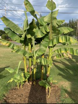 Banana Trees For Sale