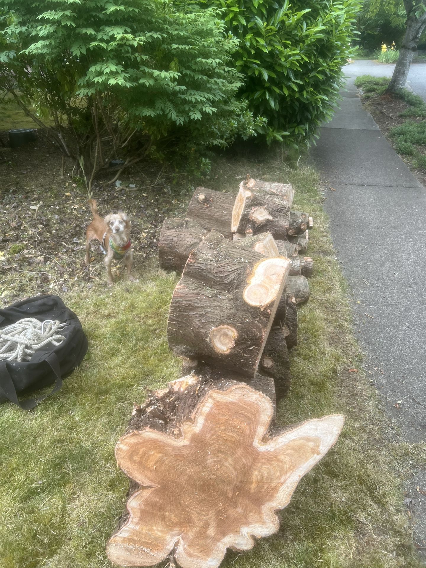 Free Wood