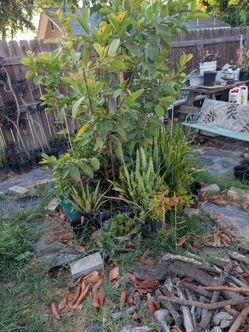 Trees and house plants for sale