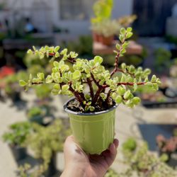 Variegated Elephant Bush|Bonsai|Succulent Plant|