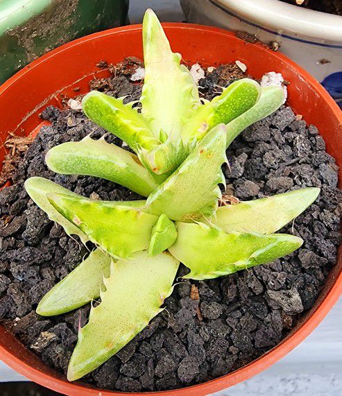Succulents Plants Variegated Tiger Jaw Pick Up Only In Upland 