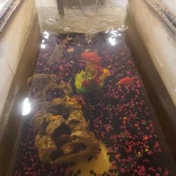 Fish Tank, Bala Shark, and Tetra Fish
