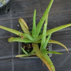 Aloe Vera Plant