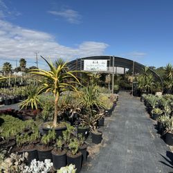 Cactus And Succulents 