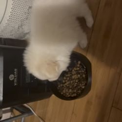 Puppy Feeder
