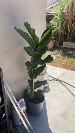 Fiddle leaf plant