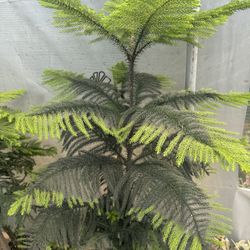 PINO 🌲 Araucaria Árbol 🌲 Tropical 
