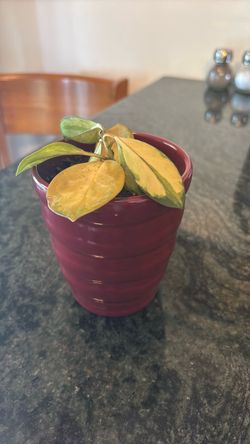 Plants