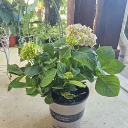 Hydrangea, Hortencia. PLANTS ARRIVE, BEAUTIFUL AND HEALTHY. $25 EACH