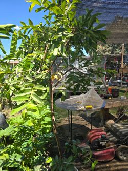 Guayaba