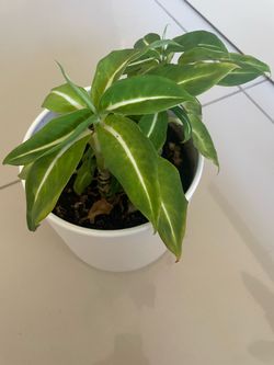 Philodendron Brasil in White Pot