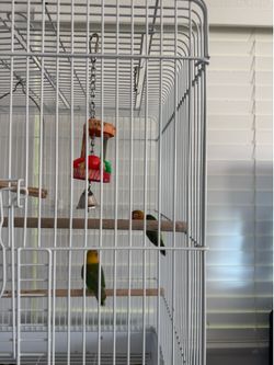 Cage bird