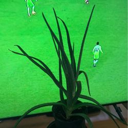 Aloe Vera Live Plant
