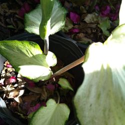 Caladium Plants - White And Red Striped