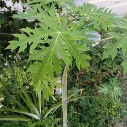 Papaya Tree Plant