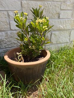 Crown of Thorns Plant 17”Wx29”H