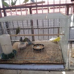Bird Cage For Sale
