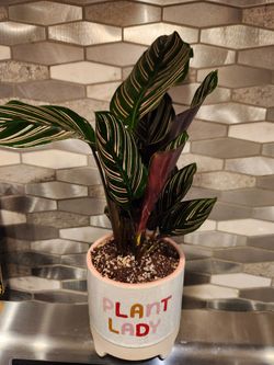 4.5" Calathea Ornata  In A Plant Lady Ceramic Pot