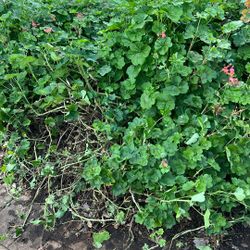 Free Flowers Geranium 