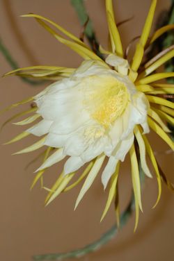 Nice Orchid Cactus Type Flower