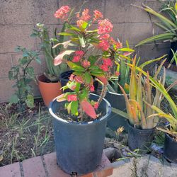 Crown of Thorns Plants for sale