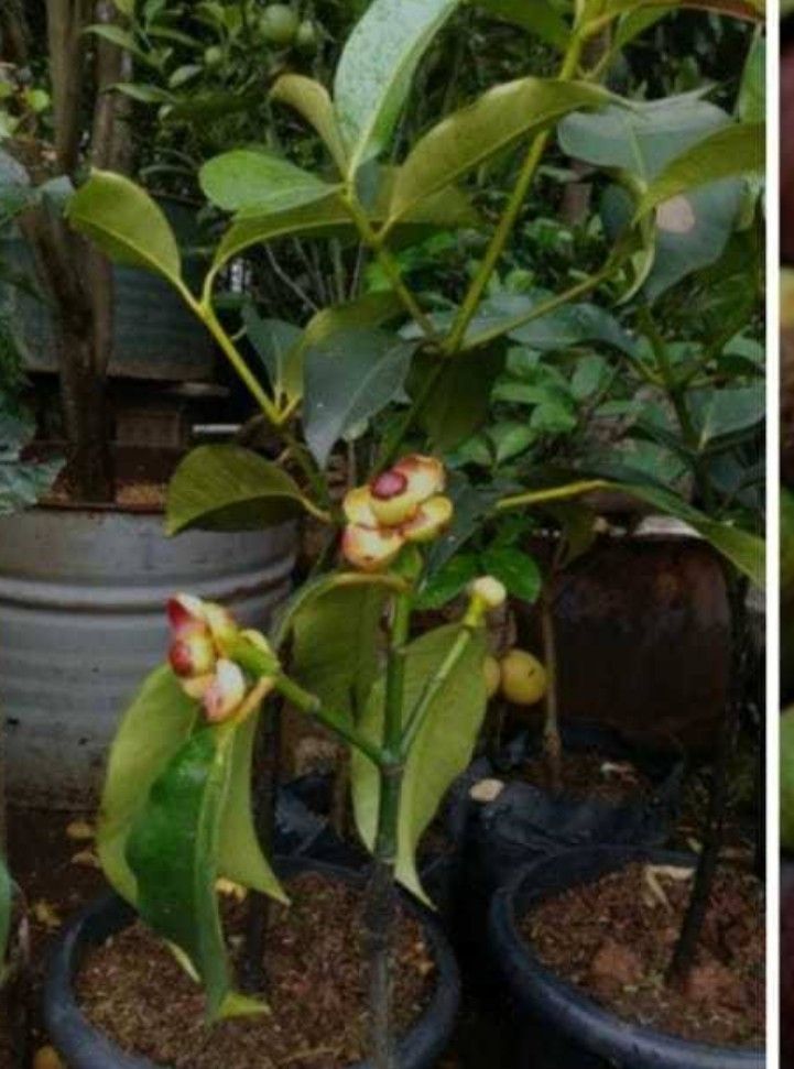 200 pcs Mangosteen Seeds. Rare!