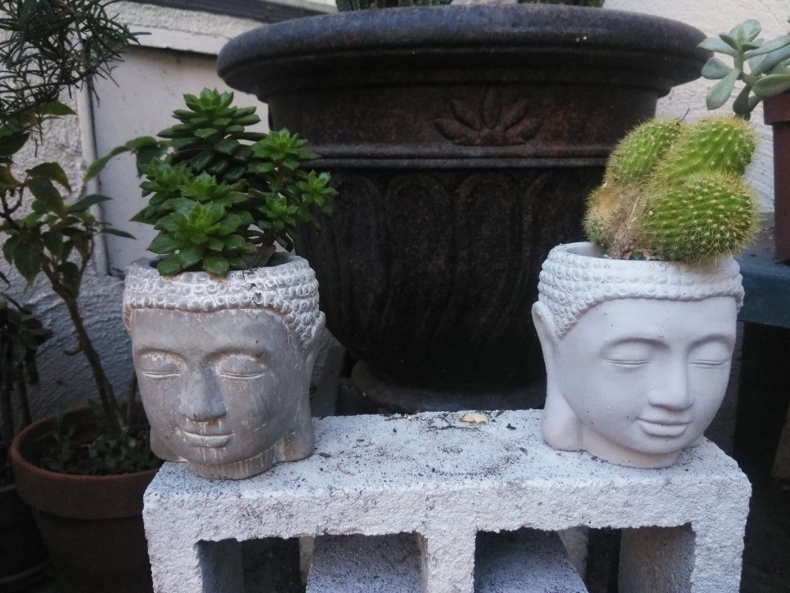 Buddha head succulents