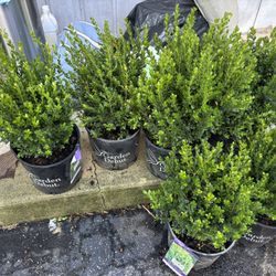 BOXWOOD PLANTS 
