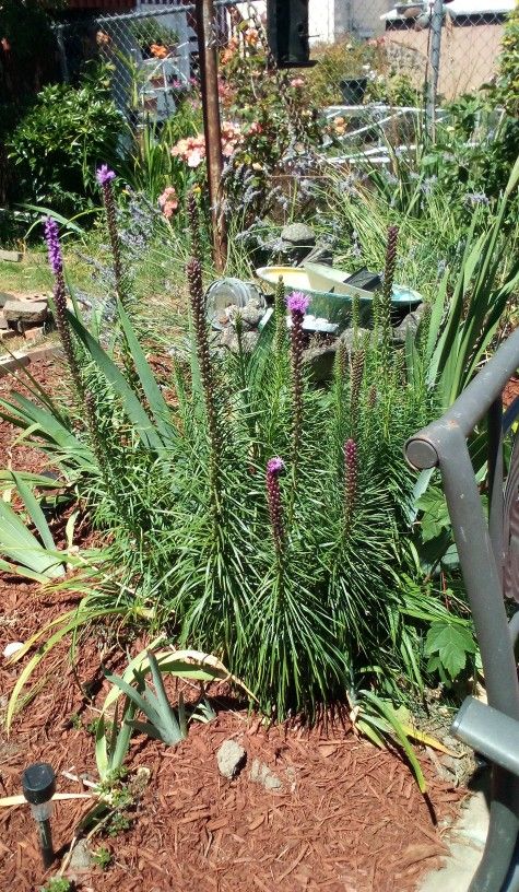 Blazing Star Potted Plant 5$