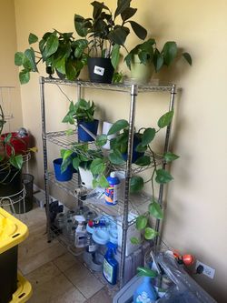 Silver rack