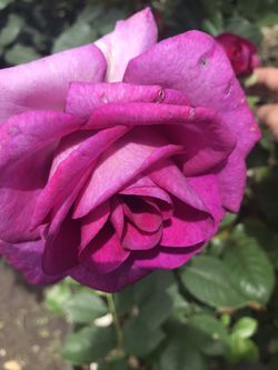 Hermosa rosa mora con olor $17